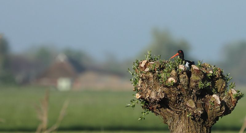 Scholekster - Oystercatcher - Haematopus ostralegus
