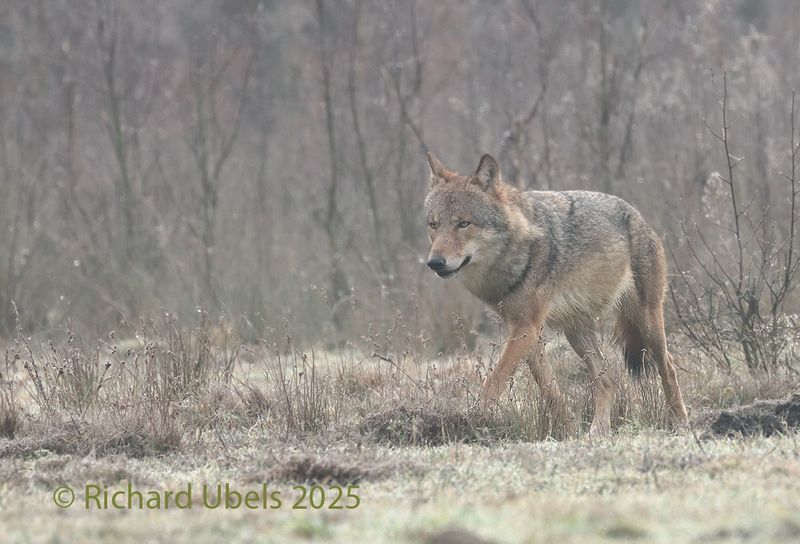 Wolf - Canis lupus