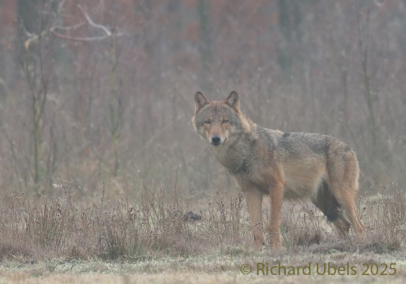 Wolf - Canis lupus