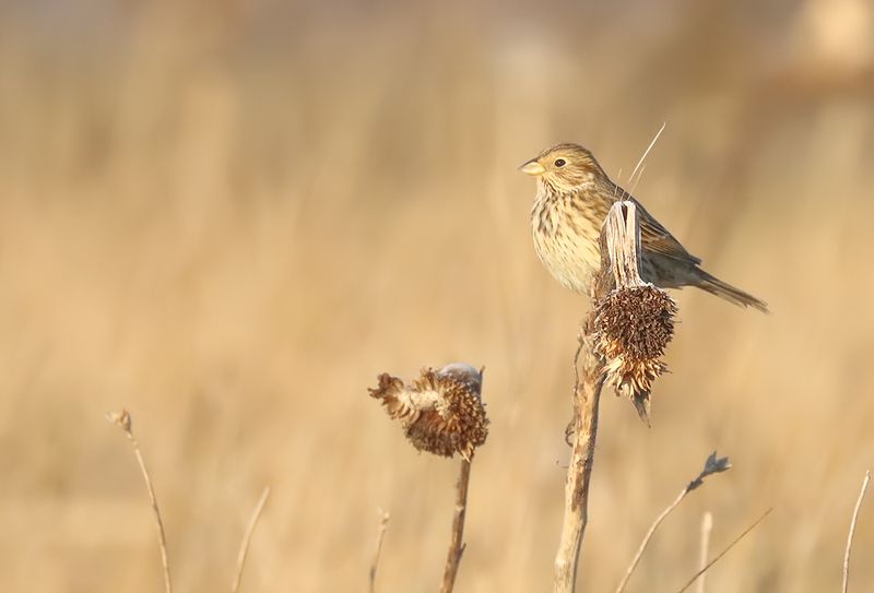Grauwe Gors - Corn Bunting
