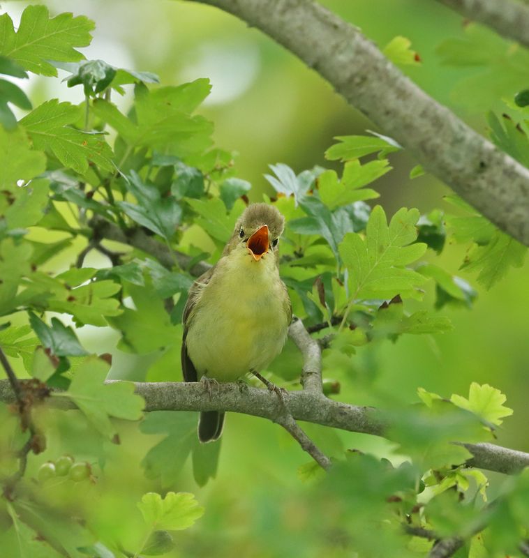 spotvogel_9752.jpg