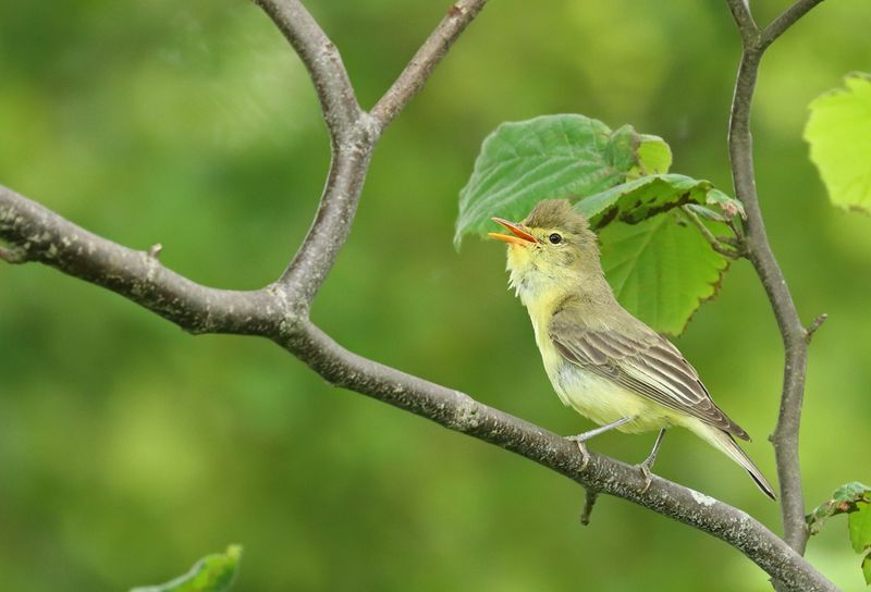 spotvogel 9768.jpg