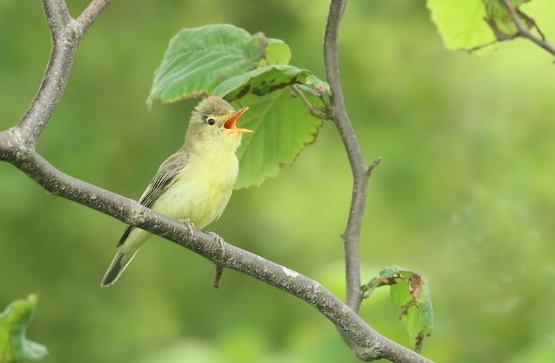 spotvogel_9783.jpg