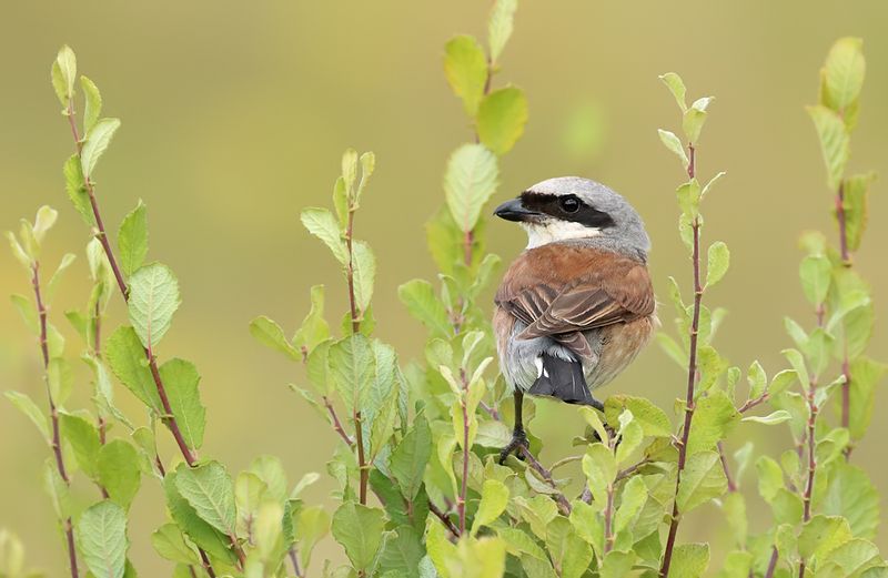 Grauwe Klauwier - Red-backed Shrike - Lanius collurio