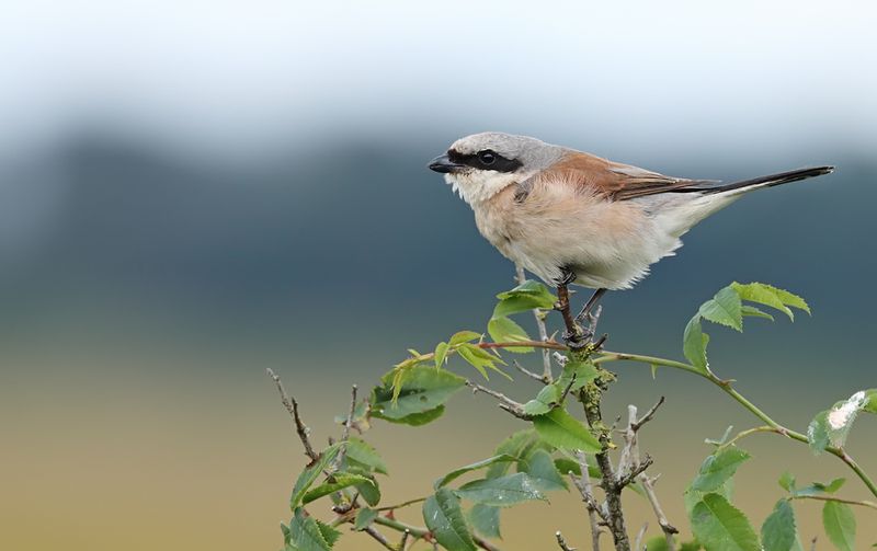 Grauwe Klauwier - Red-backed Shrike - Lanius collurio