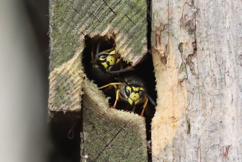 Duitse wesp - German Wasp - Vespula germanica