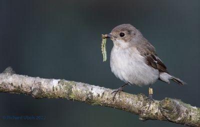 Bonte Vliegenvanger - European Pied Flycatcher