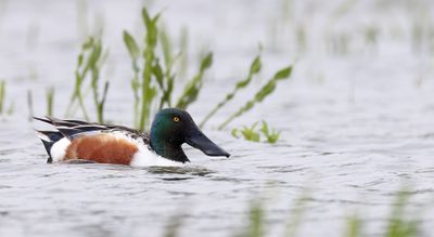 Slobeend - Northern Shoveler