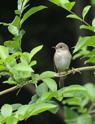 Grauwe Vliegenvanger - Spotted Flycatcher