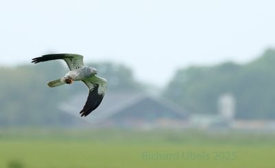 Grauwe Kiekendief - Montagu's Harrier