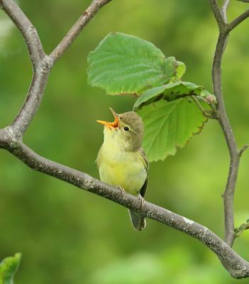 Spotvogel - Icterine Warbler