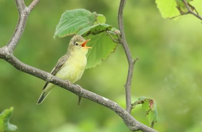 Spotvogel - Icterine Warbler