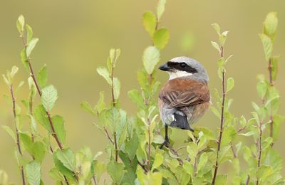 Grauwe Klauwier - Red-backed Shrike