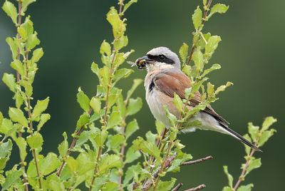 Grauwe Klauwier - Red-backed Shrike
