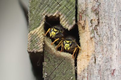 Hymenoptera