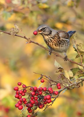 Kramsvogel - Fieldfare