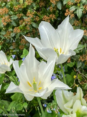 IMG_1520.jpg