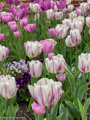 IMG_1524.jpg