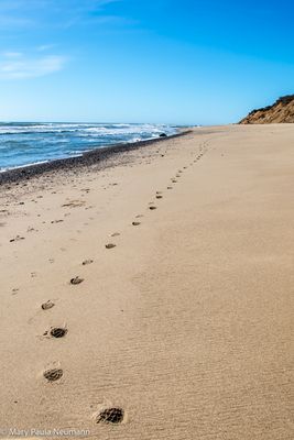 Nauset Beach, Cape Cod