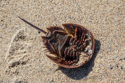 horseshoe crab, Cape Cod