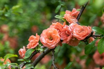 Heritage Gardens, Sandwich, Cape Cod