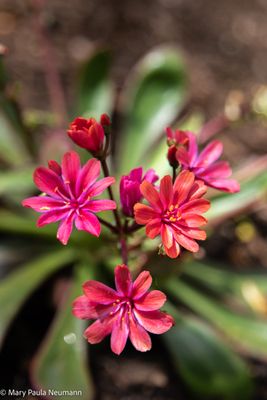 Heritage Gardens, Sandwich, Cape Cod