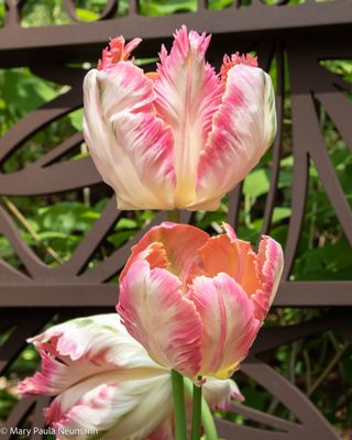 Heritage Gardens, Sandwich, Cape Cod