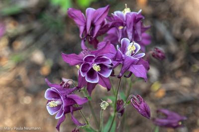 Heritage Gardens, Sandwich, Cape Cod