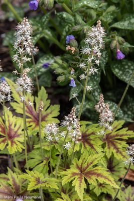 Heritage Gardens, Sandwich, Cape Cod