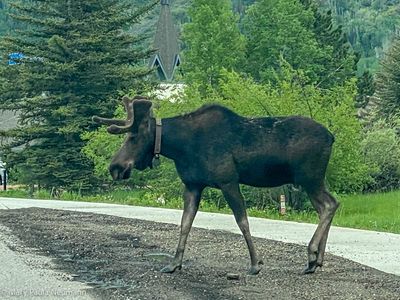 Moose crossing the road