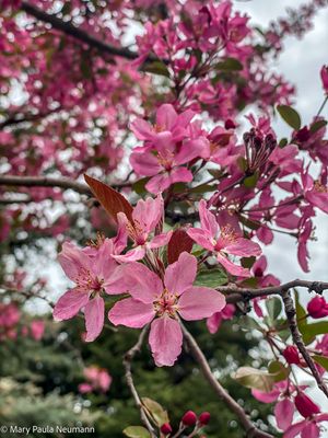 Yampa Botanical Park