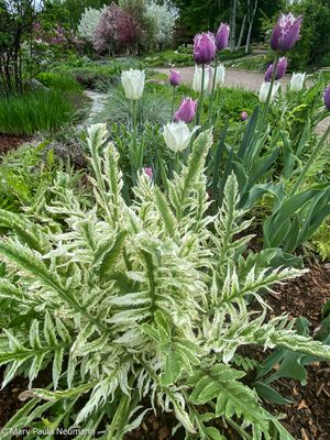 Yampa Botanical Park