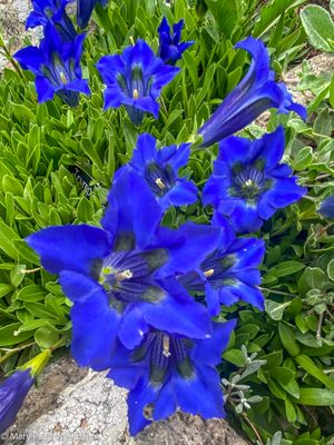 Yampa Botanical Park