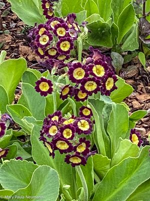 Yampa Botanical Park