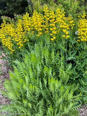 Yampa Botanical Park