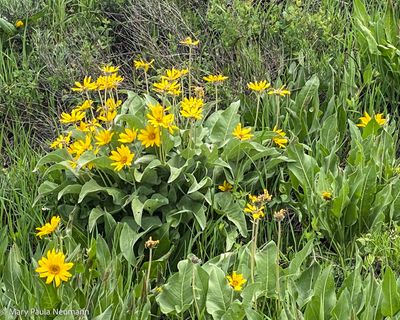 Colorado sunflowers