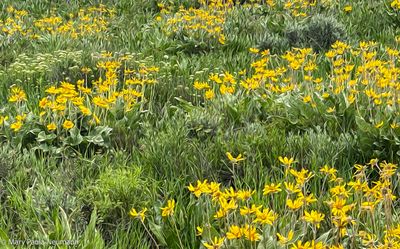 Colorado sunflowers