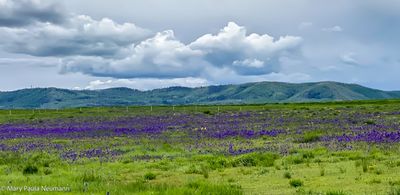 Larkspur in bloom
