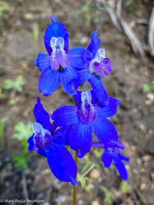 Larkspur