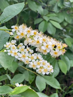 flowering shrub