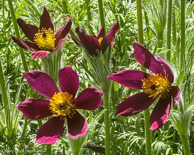 Yampa Botanical Park