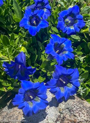 Yampa Botanical Park - gentian