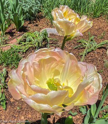 Yampa Botanical Park
