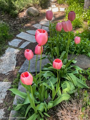 Yampa Botanical Park