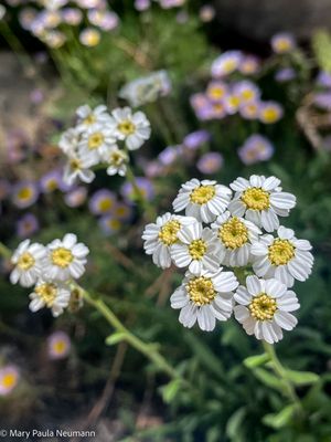 Yampa Botanical Park
