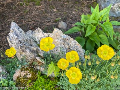 Yampa Botanical Park