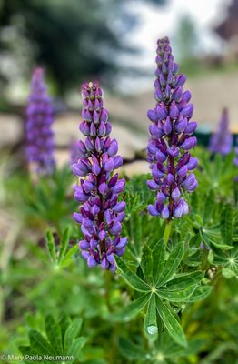 Lupine