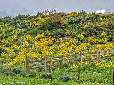 Wildflowers