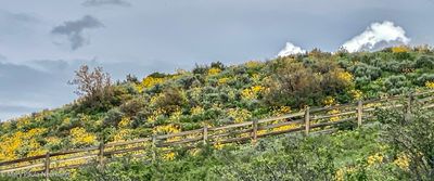 Wildflowers