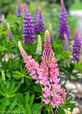 Lupine